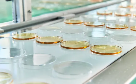 Petri Dish Clear Petri Dishes55mm 